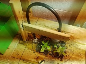 picture of hydroponics display with young plants