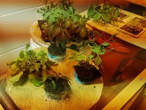 picture of a cluster of young plants sitting in containers