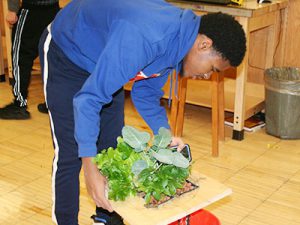 picture of student tending to lettuce grown via hydroponics