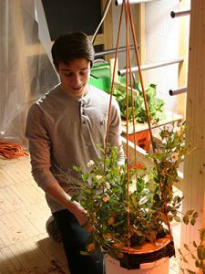 picture of student tending to a vegetable plant grown using hydroponics method